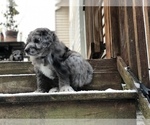 Small Photo #17 Aussiedoodle-Poodle (Standard) Mix Puppy For Sale in COMMERCE, MI, USA