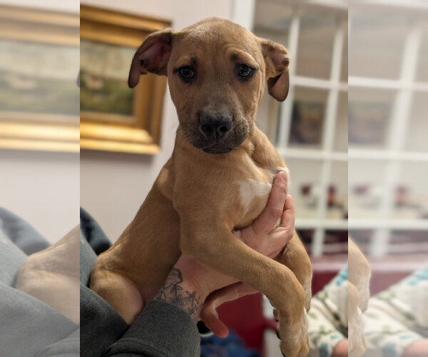 Medium Photo #12 Mutt Puppy For Sale in Holly Springs, NC, USA