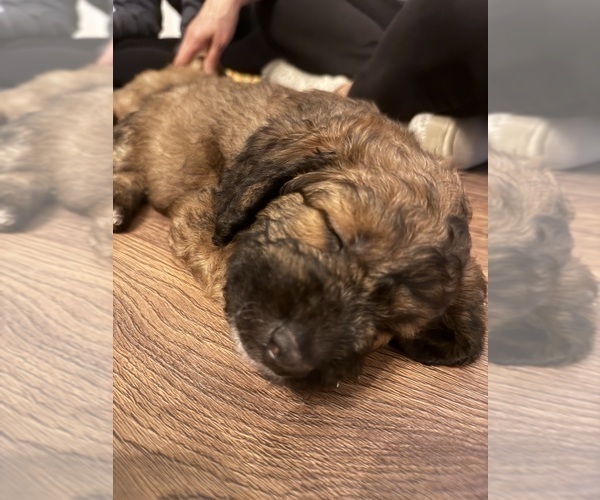 Medium Photo #6 Goldendoodle (Miniature) Puppy For Sale in CAPE CORAL, FL, USA