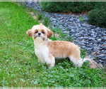 Small #4 Shih Tzu