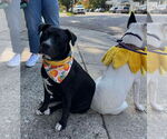 Small #1 American Pit Bull Terrier Mix