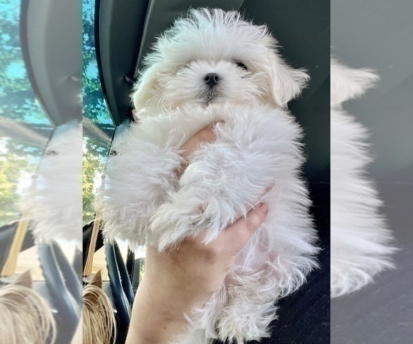 Medium Photo #1 Maltese Puppy For Sale in HAYWARD, CA, USA