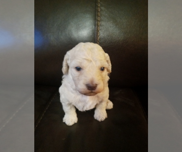 Medium Photo #5 Poodle (Toy) Puppy For Sale in NORTH LIBERTY, IN, USA