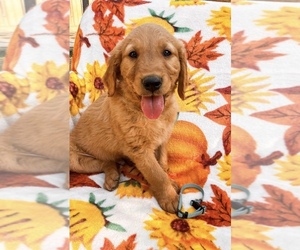 Golden Retriever Puppy for sale in VISALIA, CA, USA