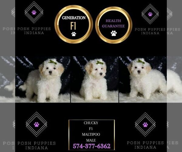 Medium Photo #92 Maltipoo (Miniature) Puppy For Sale in WARSAW, IN, USA