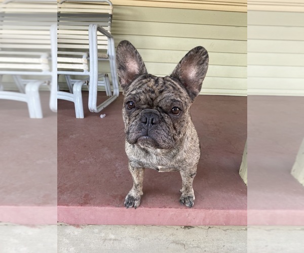Full screen Photo #1 French Bulldog Puppy For Sale in OAKLEY, CA, USA