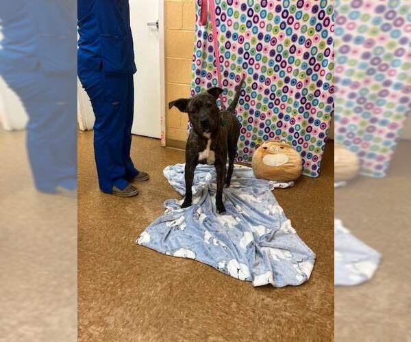 Medium Photo #12 Boxador Puppy For Sale in Orangeburg, SC, USA