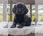 Puppy Smidge Cock-A-Poo