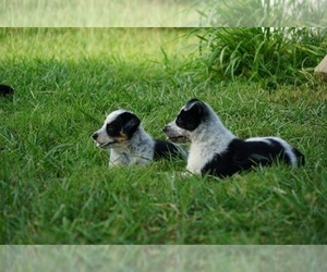 Australian Cattle Dog-Border Collie Mix Puppy for sale in SARCOXIE, MO, USA