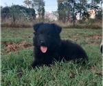 Small #5 German Shepherd Dog
