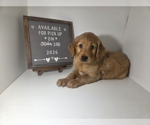 Golden Retriever Puppy for sale in GOODYEAR, AZ, USA