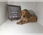 Image preview for Ad Listing. Nickname: Diesel