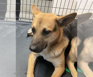 German Shepherd Dog Dogs for adoption in San Bernardino, CA, USA