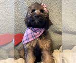 Small Photo #7 English Setter-Irish Doodle Mix Puppy For Sale in ANAMOSA, IA, USA