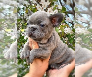 French Bulldog Puppy for sale in OJAI, CA, USA