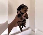 Small Photo #51 Miniature Bernedoodle Puppy For Sale in AUBURNDALE, FL, USA