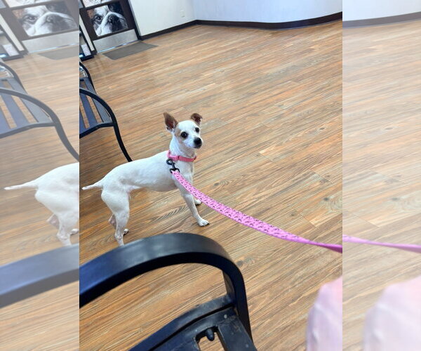 Medium Photo #4 Jack Russell Terrier-Unknown Mix Puppy For Sale in New London, WI, USA