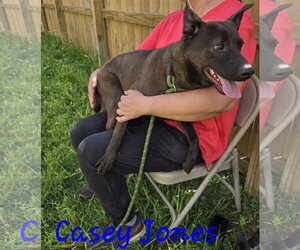 Casey Jones - Male Mutt Dog for Adoption - Photo #2