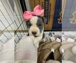Small English Boston Bulldog