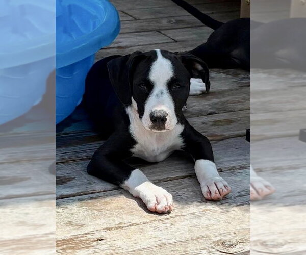 Medium Photo #13 Mutt Puppy For Sale in Wenonah, NJ, USA