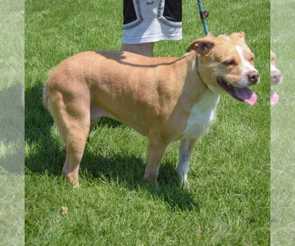 Medium Photo #5 American Staffordshire Terrier-Unknown Mix Puppy For Sale in Huntley, IL, USA