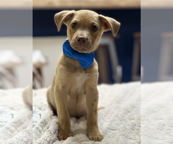 Medium Photo #2 Labrador Retriever-Unknown Mix Puppy For Sale in Phoenix, AZ, USA