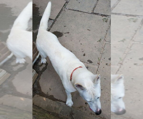 Medium Photo #11 Bull Terrier-Huskies  Mix Puppy For Sale in Winston Salem, NC, USA