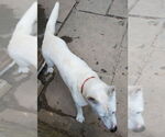 Small #10 Bull Terrier-Huskies  Mix