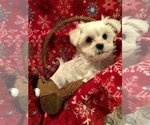 Small Photo #3 Morkie Puppy For Sale in GRAFTON, VA, USA