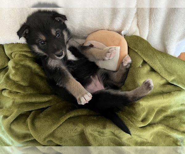 Medium Photo #6 German Shepherd Dog-Siberian Husky Mix Puppy For Sale in PERRIS, CA, USA