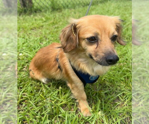 Medium Photo #4 Chihuahua Puppy For Sale in Tarrytown, GA, USA