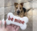 Small #18 American Staffordshire Terrier Mix