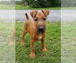 Irish Terrier Puppy for Sale in WATERLOO, New York USA