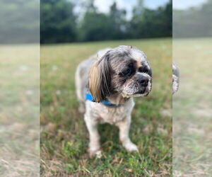 Shih Tzu Dogs for adoption in Monterey, VA, USA