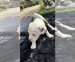 Small #4 American Pit Bull Terrier-Labrador Retriever Mix