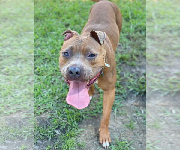 Medium Photo #7 American Pit Bull Terrier Puppy For Sale in Virginia Beach, VA, USA