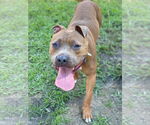 Small #6 American Pit Bull Terrier