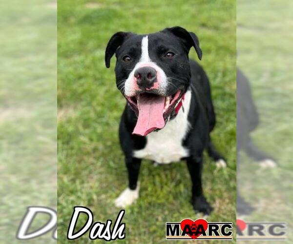 Medium Photo #4 American Staffordshire Terrier-Unknown Mix Puppy For Sale in Maryville, TN, USA