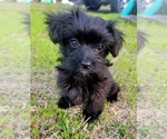Small Photo #6 YorkiePoo Puppy For Sale in MACON, GA, USA