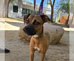 Boxer-Unknown Mix Dogs for adoption in Las Vegas, NV, USA