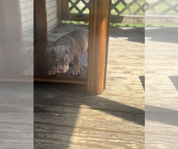 Medium Photo #6 American Bully Puppy For Sale in GLASSPORT, PA, USA