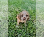 Small #2 Cocker Spaniel