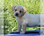 Small Photo #4 Labrador Retriever Puppy For Sale in GORDONVILLE, PA, USA