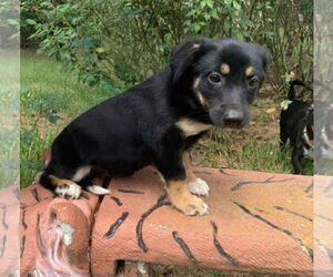 Pembroke Welsh Corgi-Unknown Mix Dogs for adoption in Wakefield, RI, USA