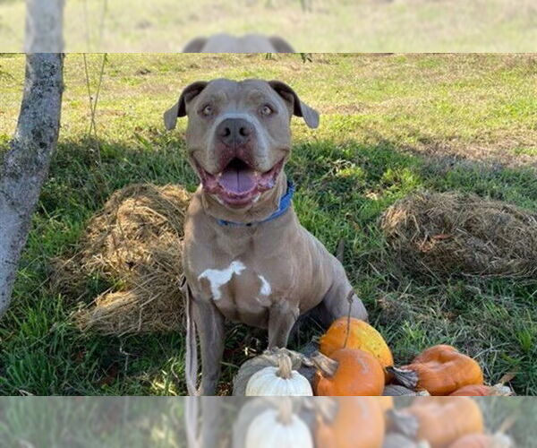 Medium Photo #1 Mutt Puppy For Sale in McKinleyville, CA, USA