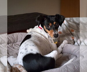 Poppy (VA) - Female Rat Terrier Dog for Adoption - Photo #4