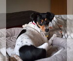 Small Photo #4 Rat Terrier Puppy For Sale in Atlanta, GA, USA