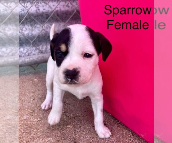 Medium Photo #5 Retriever -Unknown Mix Puppy For Sale in Virginia Beach, VA, USA