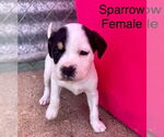 Small #4 Retriever  Mix
