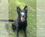Small #5 German Shepherd Dog